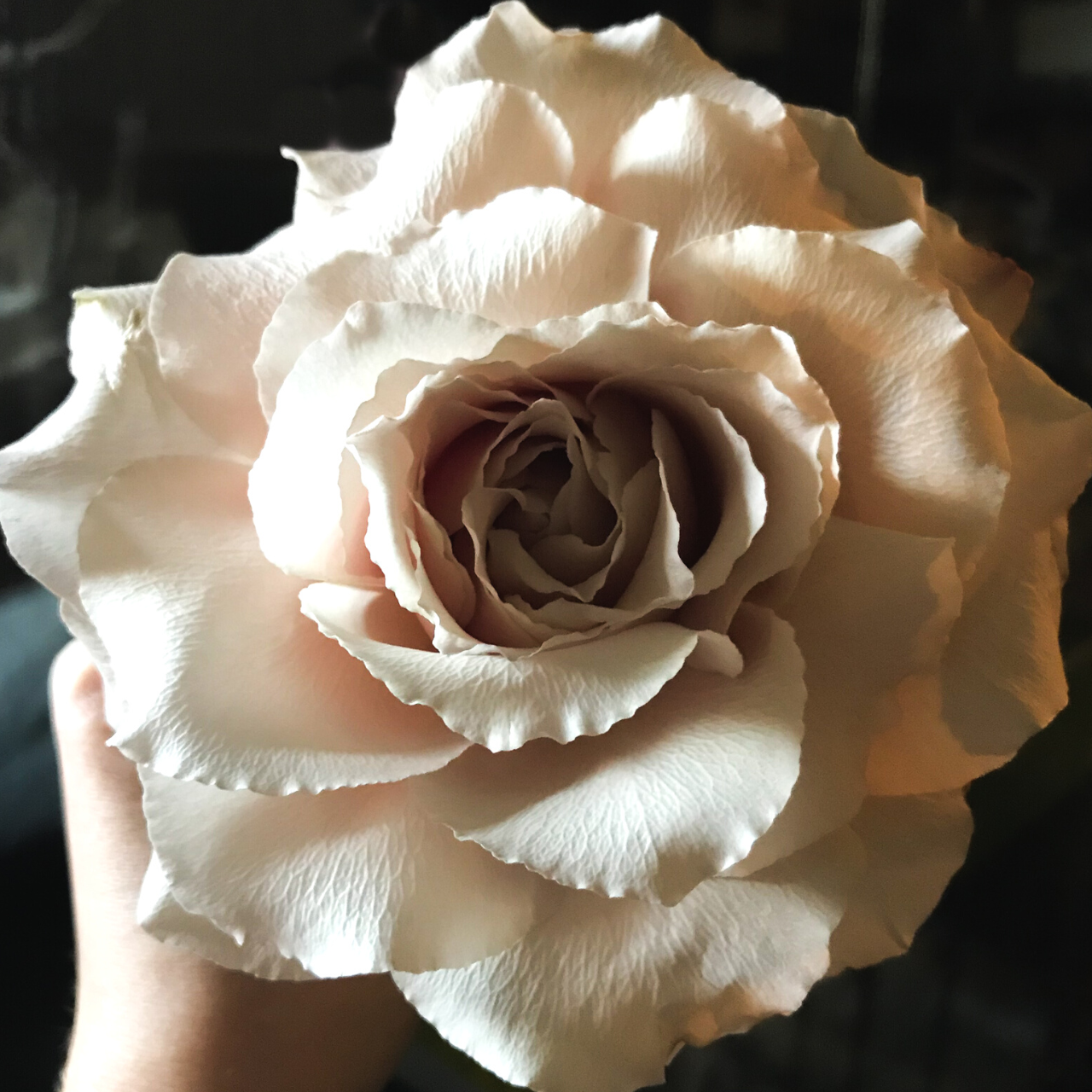 DIY Pro Tip - Rose Spin