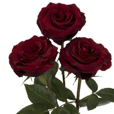 Rose - Black Pearl