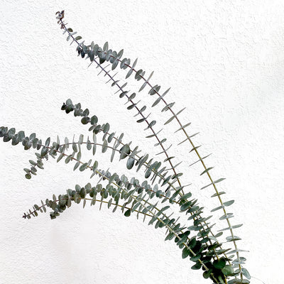 Eucalyptus - Baby Blue