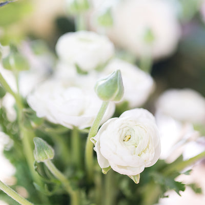 Ranunculus - White