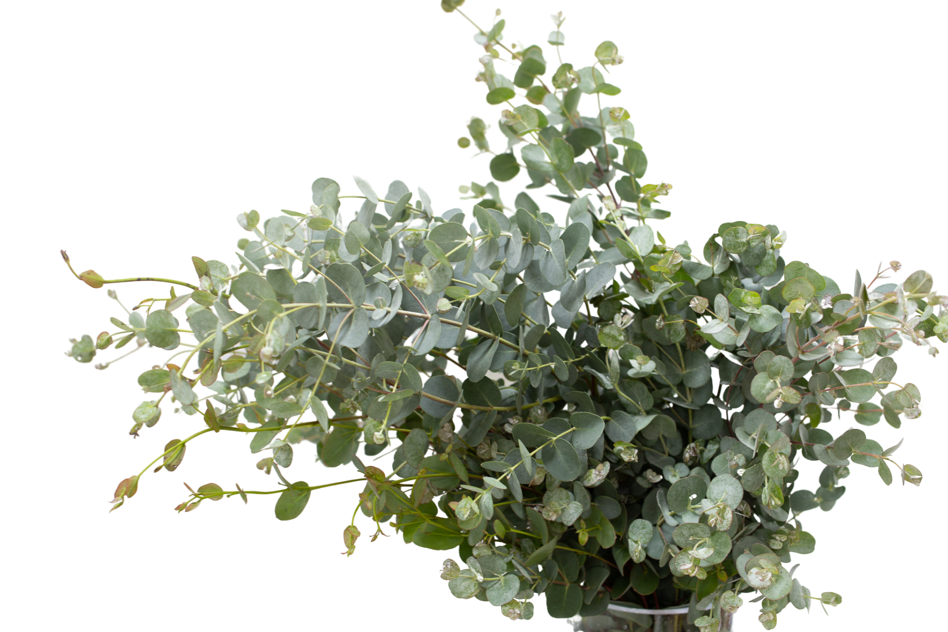 Eucalyptus - Gunni