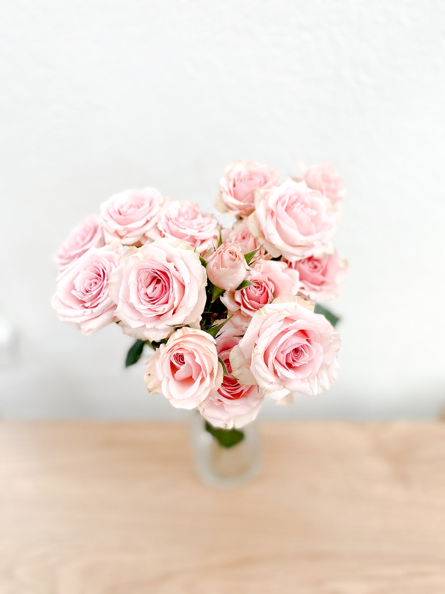 Spray Rose - Light pink/Blush