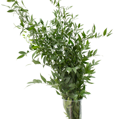 Italian Ruscus