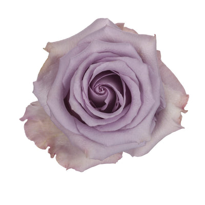 Rose - Ocean Song