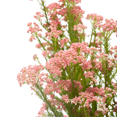 Rice Flower - Light Pink