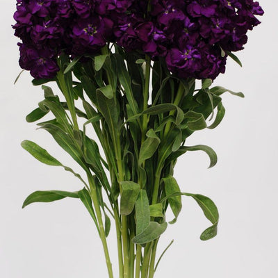 Stock - Purple