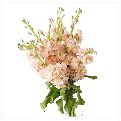 Stock - Peach