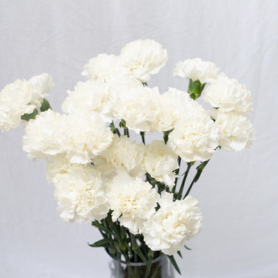 Carnation - White