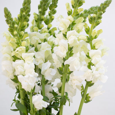 Snapdragon - White