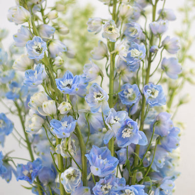 Delphinium - Light Blue