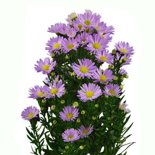 lavender aster flower Bulk Lavender Montecasino Aster for DIY Weddings