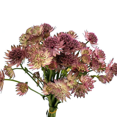 Astrantia - Pink
