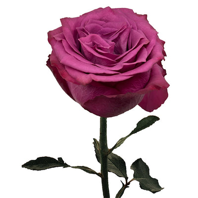 Rose - Blueberry