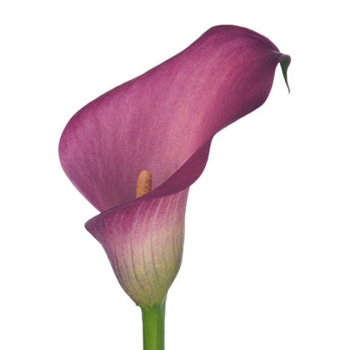 mini lily flower Bulk Pink Mauve Mini Calla Lilies for DIY Weddings