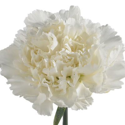 Carnation - White