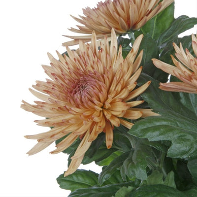 Fuji Mum - Anastasia Bronze