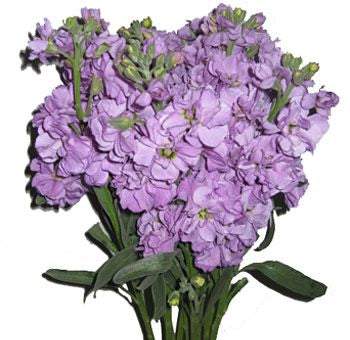 Stock - Light Purple