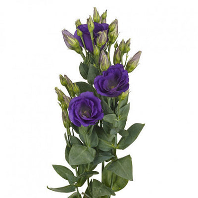 Lisianthus - Purple