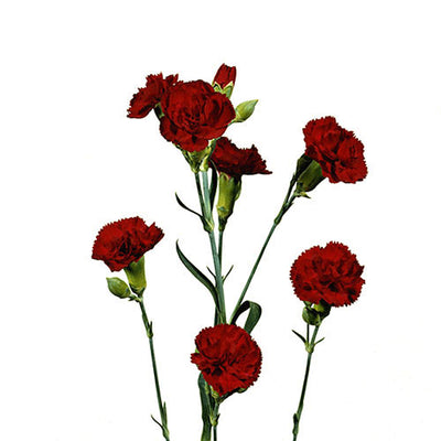 Mini Carnation - burgundy