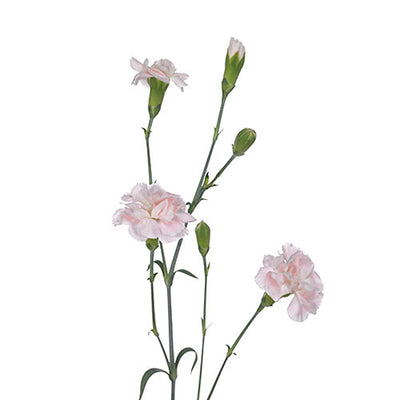 Mini Carnation - Light Pink