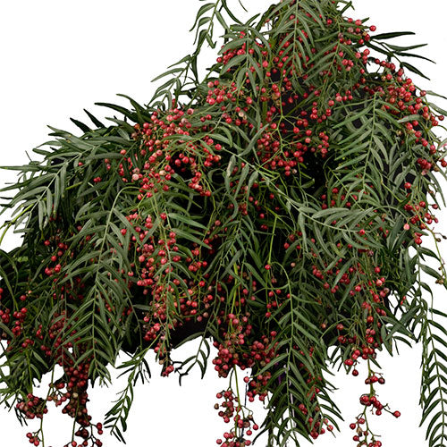 hanging pepperberry plant Hanging PepperBerry