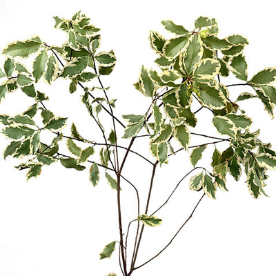 Pittosporum - Mini Variegated Green