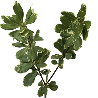 Pittosporum - Variegated