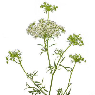 Queen Anne's lace - White