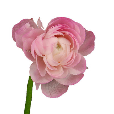Ranunculus - Pink