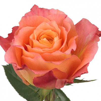 Rose - Free Spirit