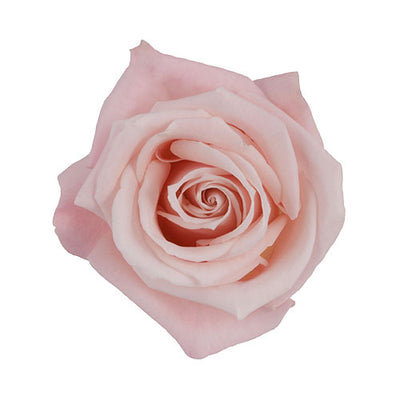 Rose - Sweet Escimo blush