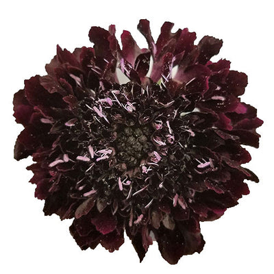 Scabiosa - Blackberry