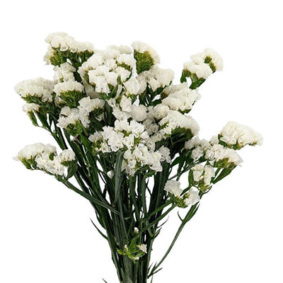 Statice - White