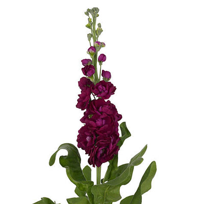Stock - Burgundy