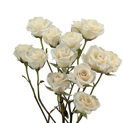 Spray Roses - White