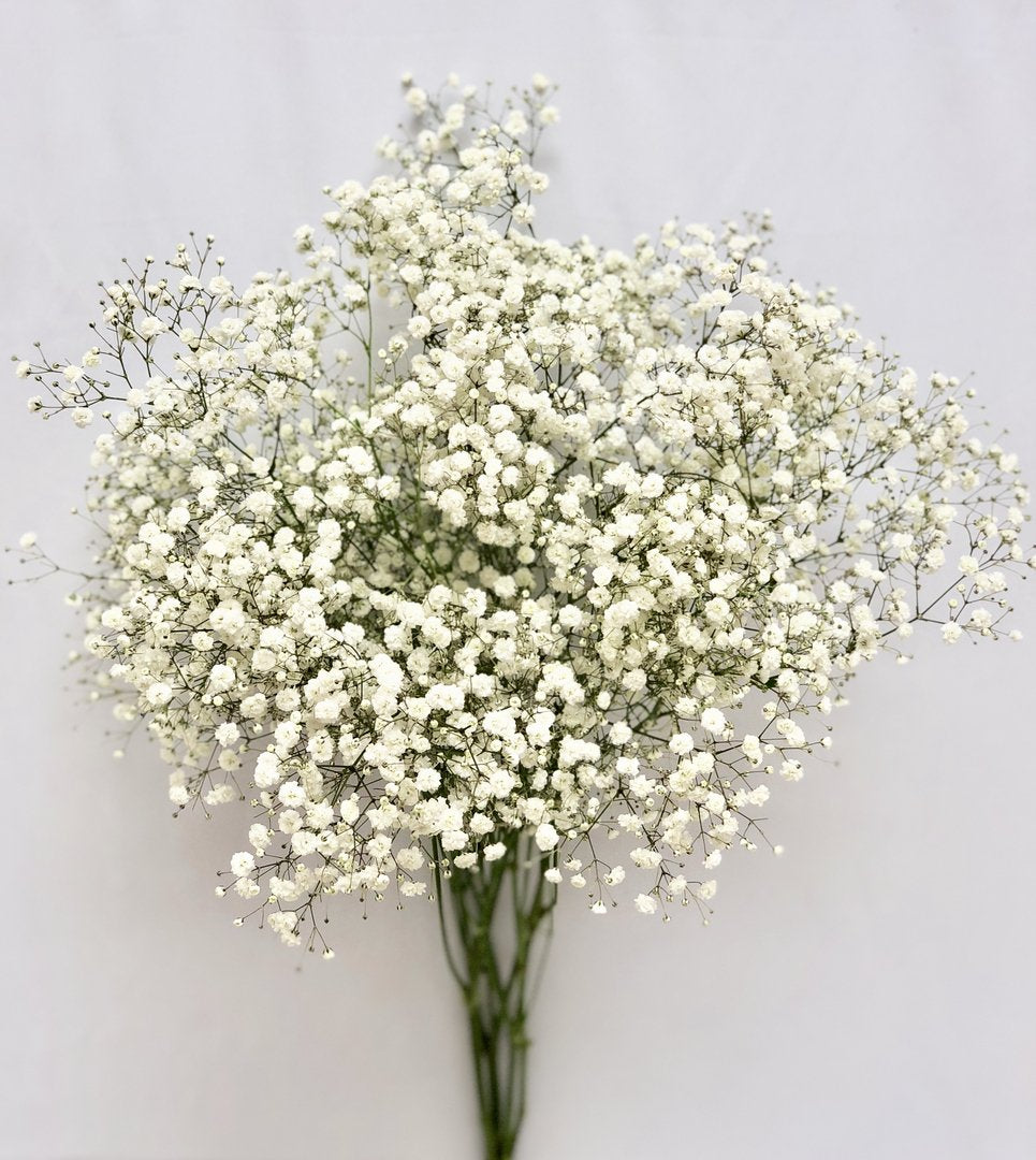 Baby's Breath - Gypsophila – Bloom Culture Flowers