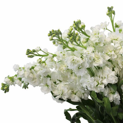 Stock - White