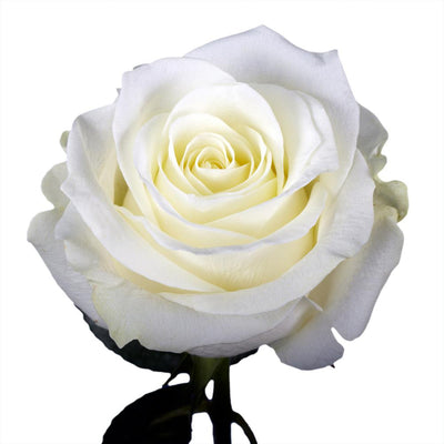 Roses - White