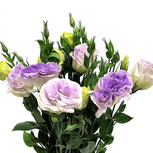 lavender lisianthus flower Lisianthus