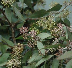 seeded eucalyptus plants for sale Bulk Seeded Eucalyptus for DIY Weddings