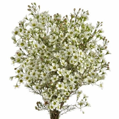 Waxflower - White