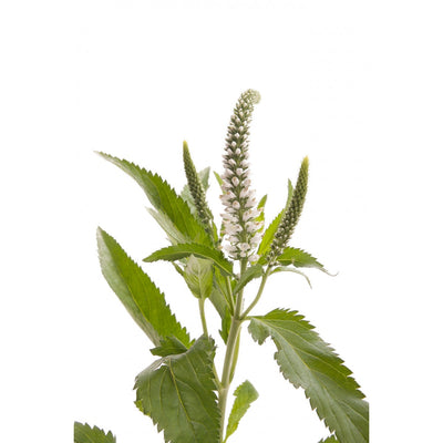 Veronica - White