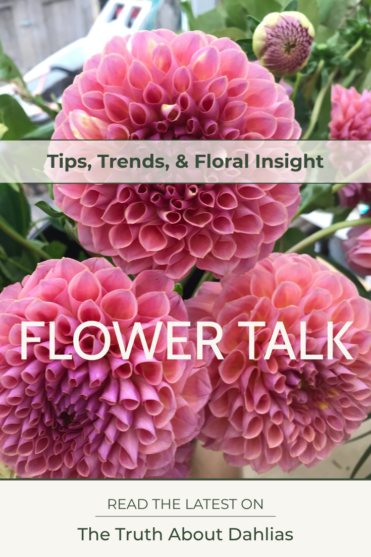 Dahlias... Why we love & hate them.