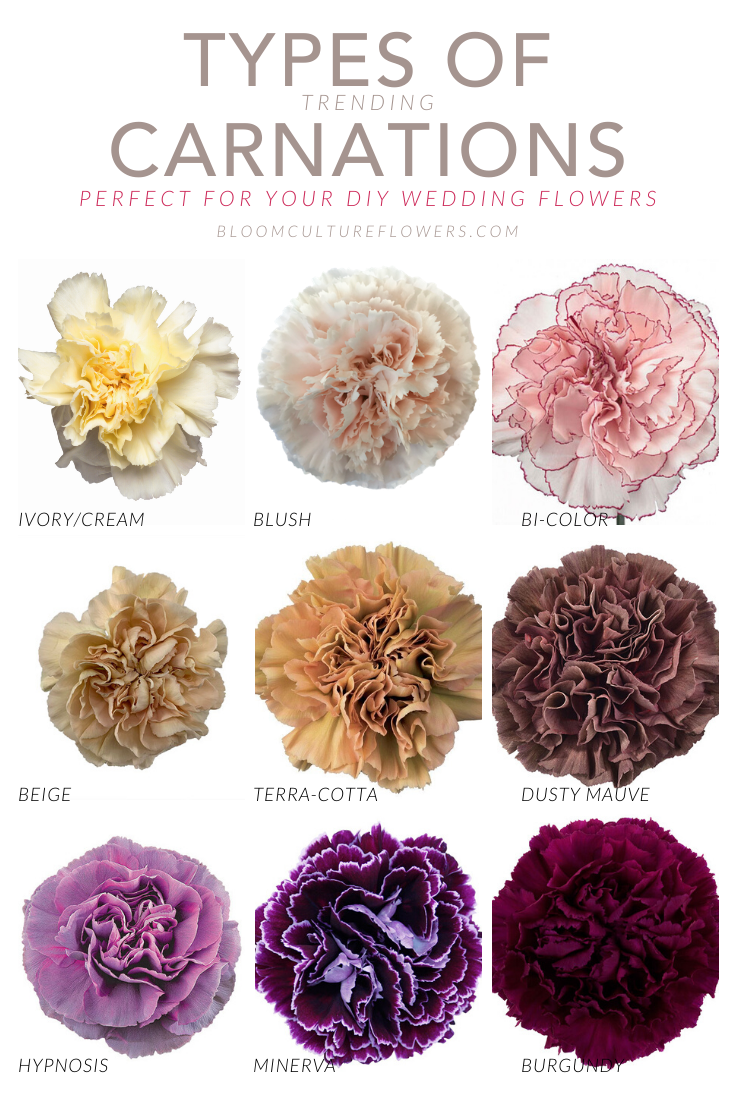 Trending: Carnations - Perfect for your DIY Wedding Flowers
