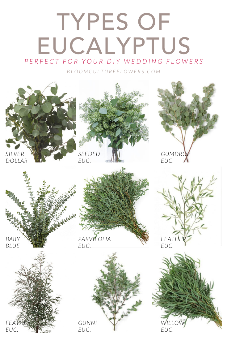 Types of Eucalyptus for your DIY Wedding