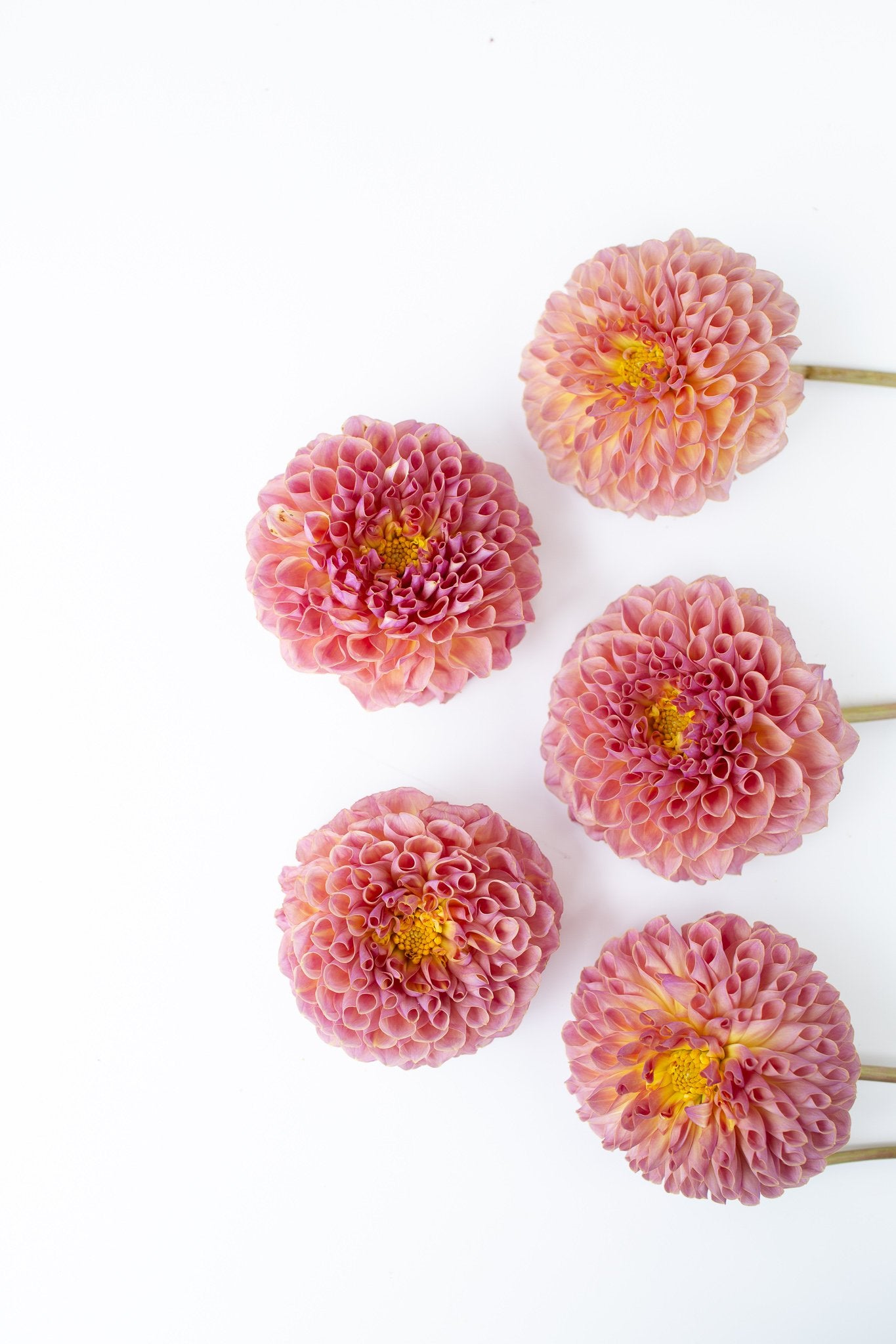 Dahlias... Why we love & hate them.