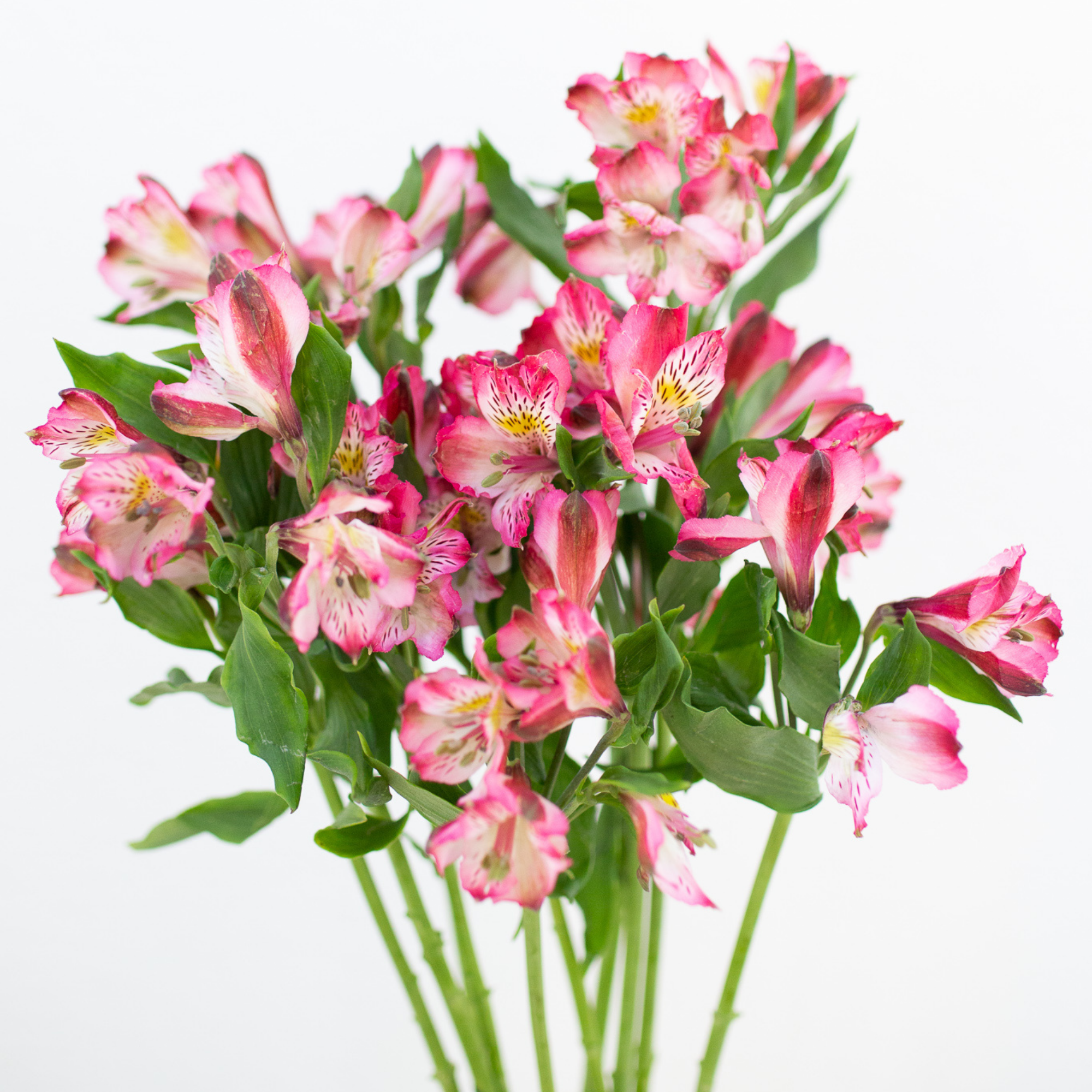 Alstroemeria