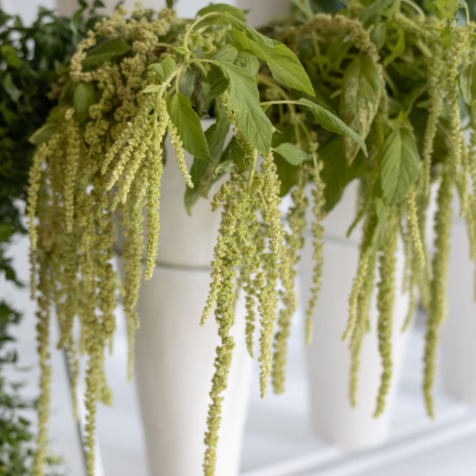 Amaranthus