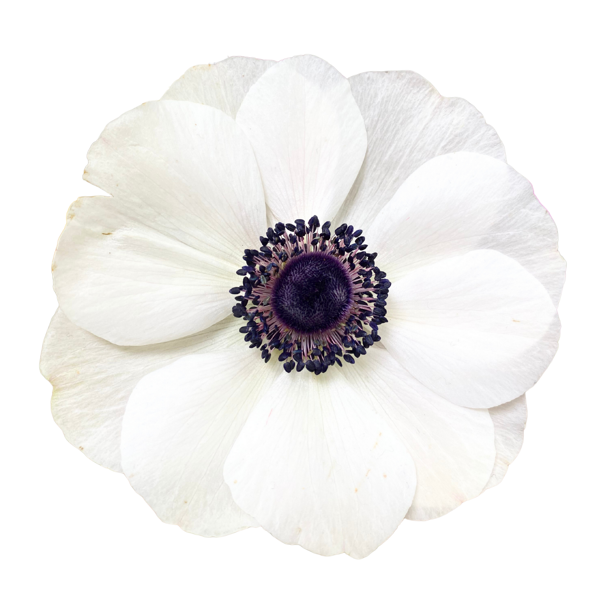 Anemone