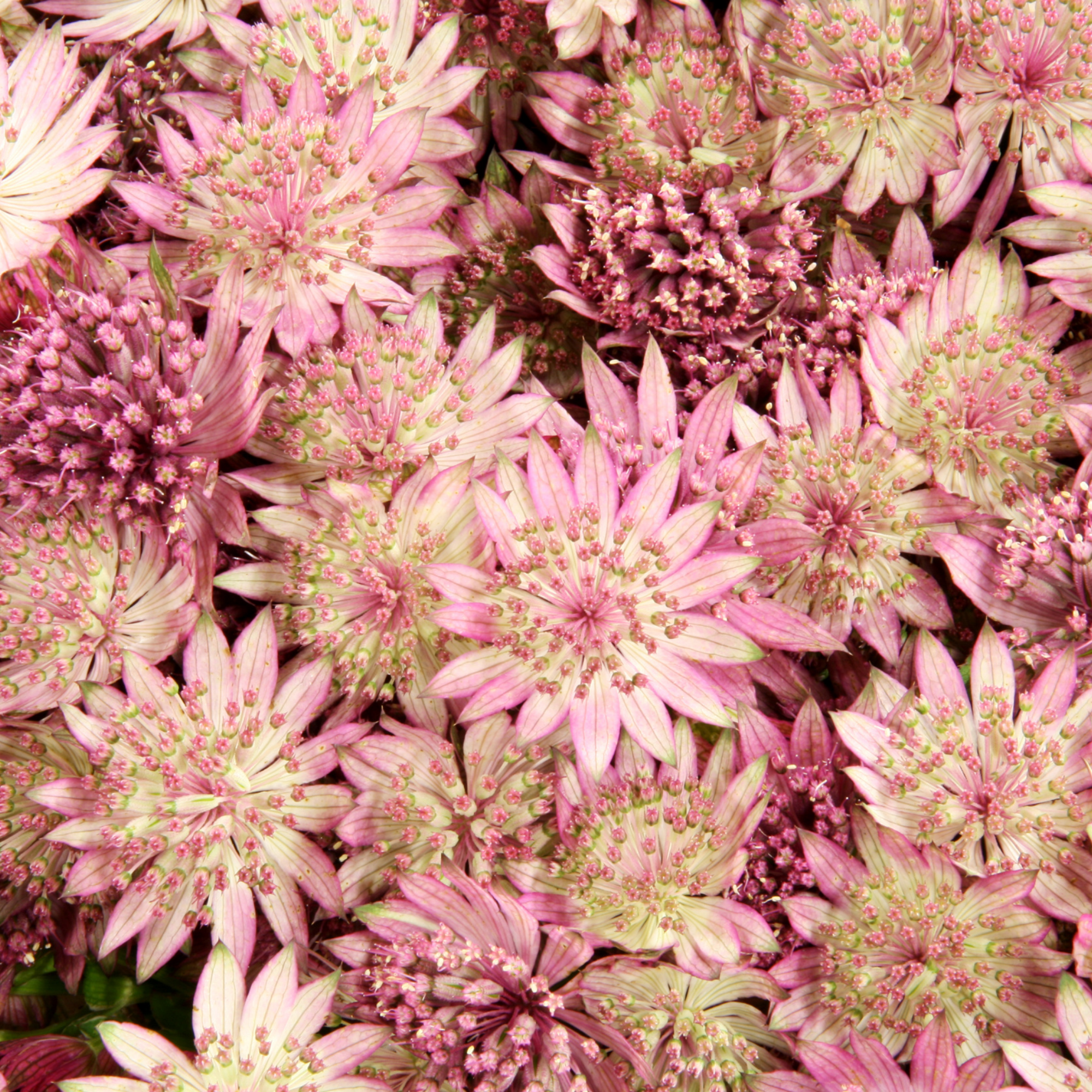 Astrantia